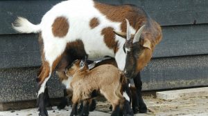 Featured | Goat feeding kid | Funny Goat Videos