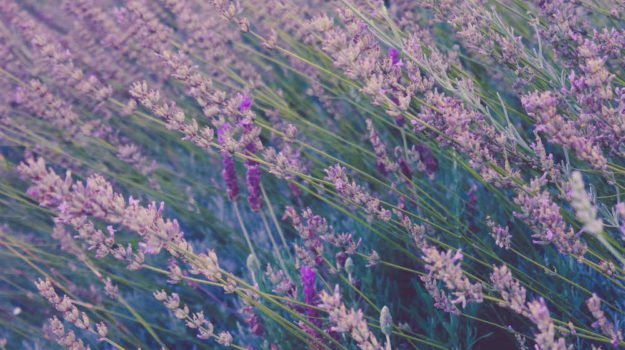 lavender-field-1