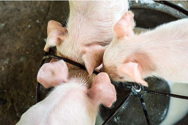 9 Tips for Raising Healthy Pigs For Homesteading | Try Many Types Of Farming For You And Your Homestead
