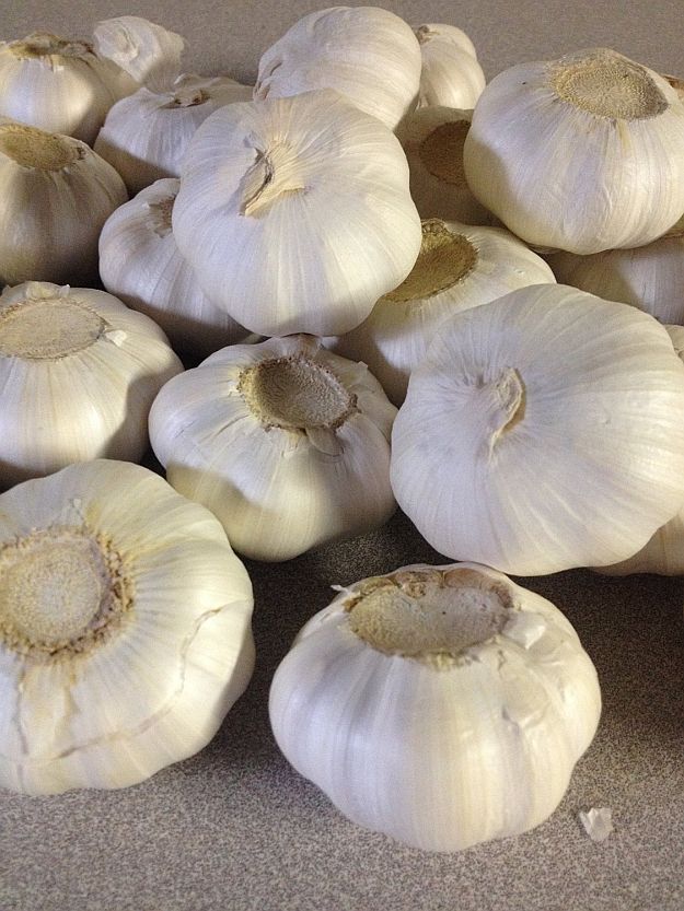 Garlic | Dry Farming on Your Homestead | Types of Farming