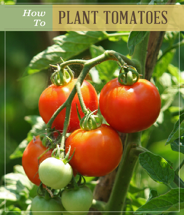 How to Plant Tomatoes | Try Many Types Of Farming For You And Your Homestead