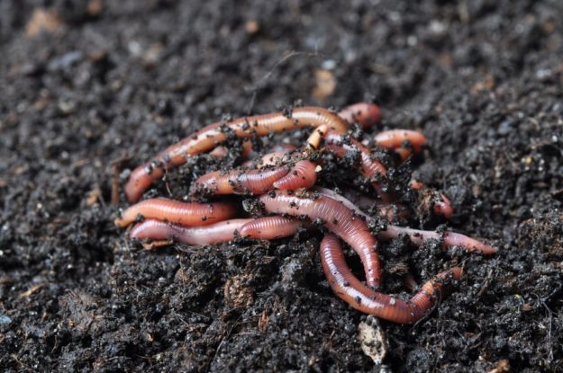 No Odor | The Essential Benefits Of Worm Farming | Homesteading For Beginners