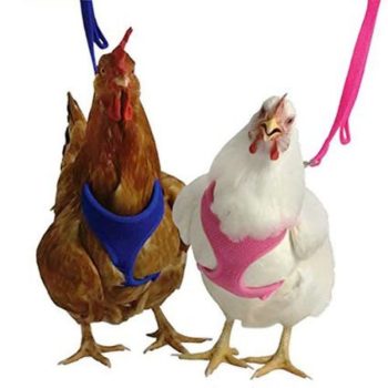 Putting On The Harness | Train A Chicken To Use A Harness | Homesteading Guide