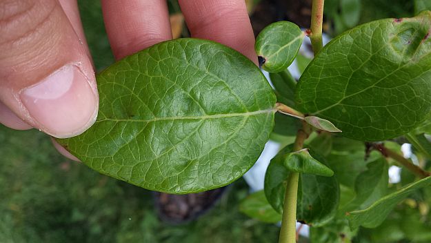 This is what a healthy blueberry leaf should look like. | Growing Blueberries On Your Homesteads