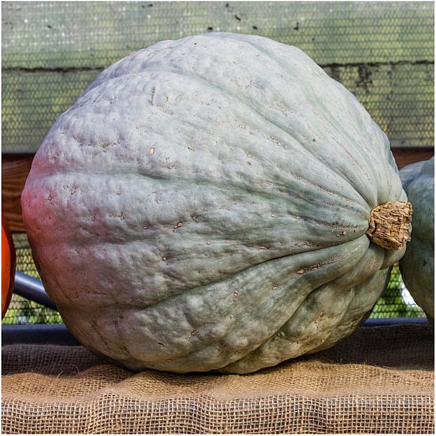 Winter Squash | Dry Farming on Your Homestead | Types of Farming