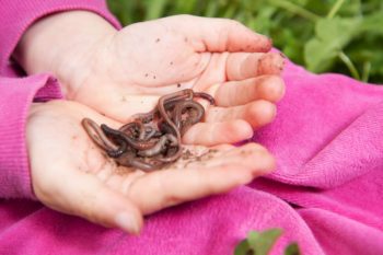 Worms Are Fun | The Essential Benefits Of Worm Farming | Homesteading For Beginners