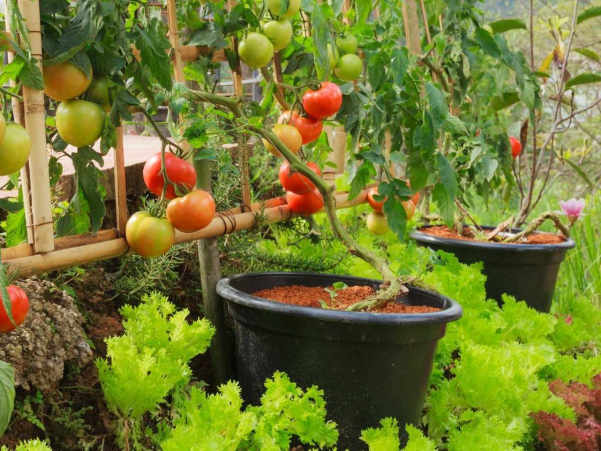 Growing fruit trees pot las vegas
