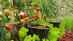 Fresh Tomato and Lettuce in Nontoxic Vegetable Garden | Secrets To Growing Fruit Trees In Containers