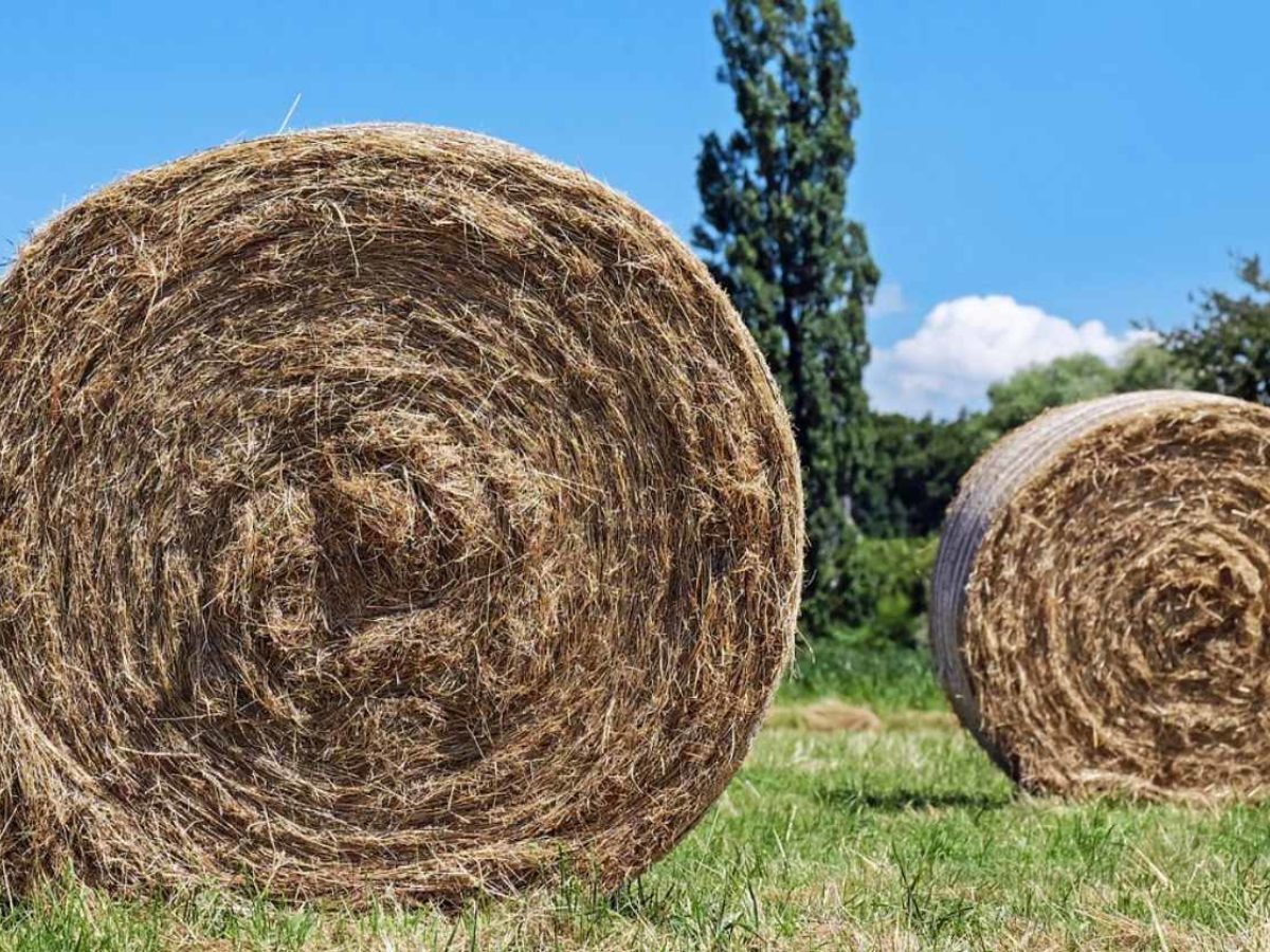 How To Bale Hay Using Hand Hay Baler Homesteading