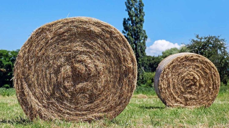 Featured | Round hay bales in field | How To Bale Hay Using Hand Hay Baler