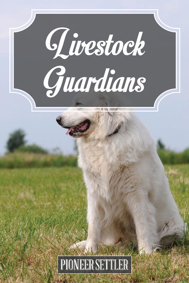A Good Large Livestock Guard Dog | Homesteading In Alaska Is Easier Than You Thought