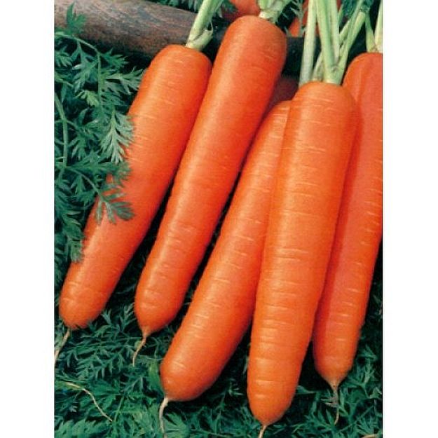 Carrots and Radishes | Garden Seed Starting Calculator | Homesteading Guide