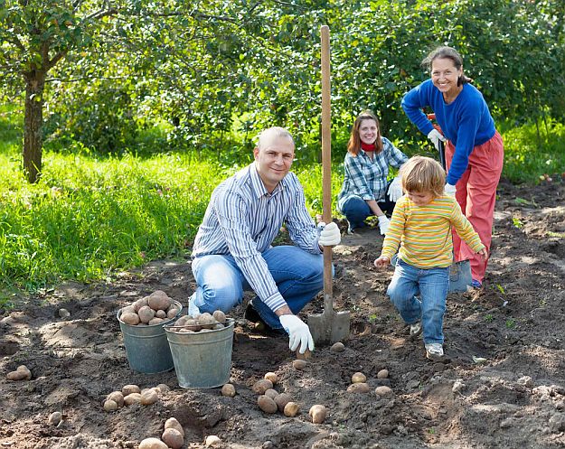 When To Harvest Potatoes | Homesteading Guide