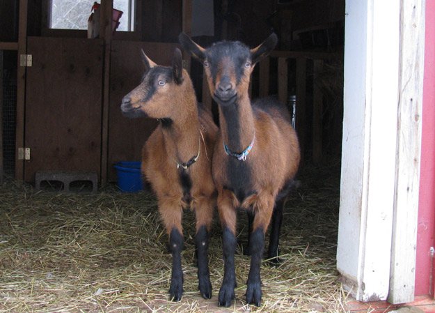 Goats | Homesteading In Alaska Is Easier Than You Thought