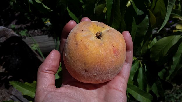 Harvesting Your Peach | How To Grow Peaches On Your Homestead hand holding ripe fuzzy peach