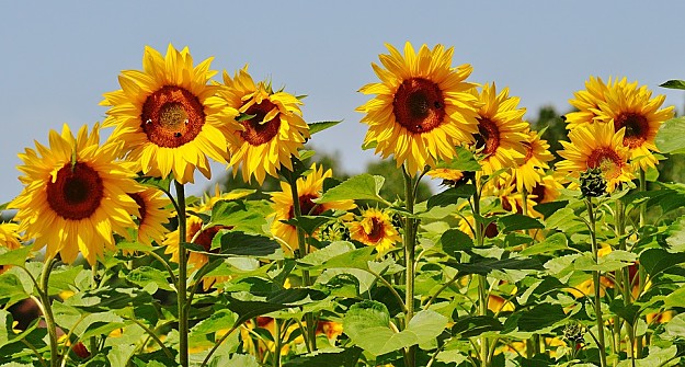 How To Grow Sunflowers | How To Grow Sunflowers | Homesteading Growing Guide