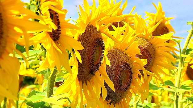 Why Grow Sunflowers | How To Grow Sunflowers | Homesteading Growing Guide