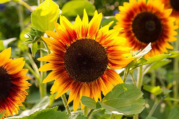 Which Of The Sunflower Varieties Is For You | How To Grow Sunflowers | Homesteading Growing Guide