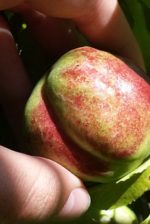 Young Healthy Peach 1