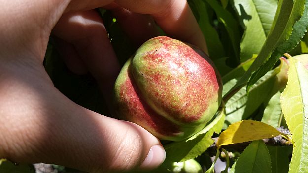Young Healthy Peach | How To Grow Peaches On Your Homestead