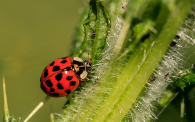 Asian ladybug | Learn How To Rid Your Garden of Aphids
