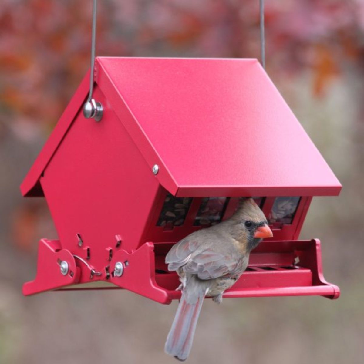 How to build a squirrel proof bird feeder