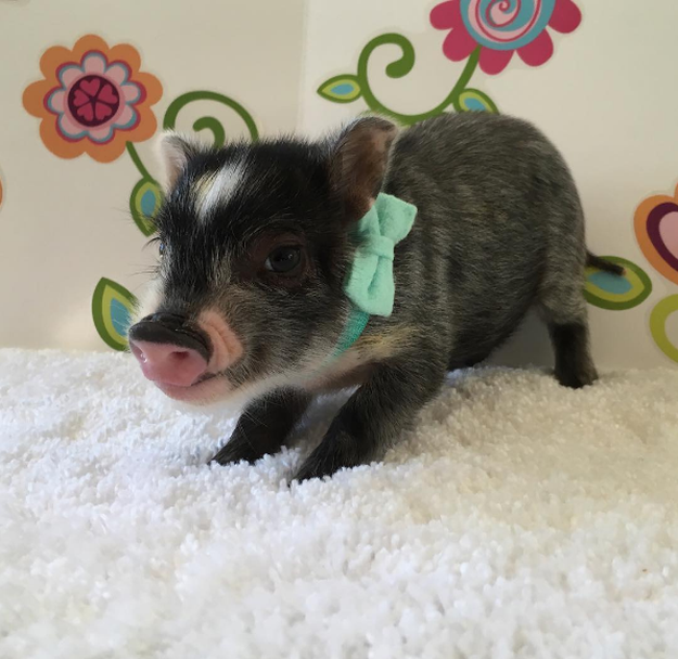 Teacup Piglets That Are Even Cuter Than Kittens | How Do You Like My Bow Tie?