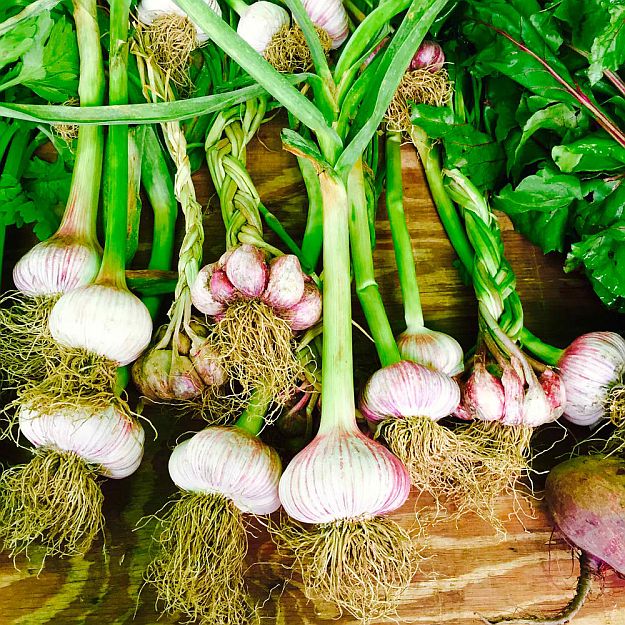 How to Harvest Garlic | When To Harvest Garlic | Homesteading Guide