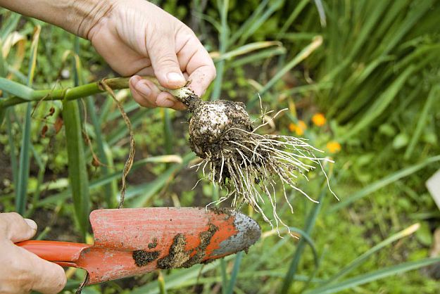 How to Harvest Garlic | When To Harvest Garlic | Homesteading Guide