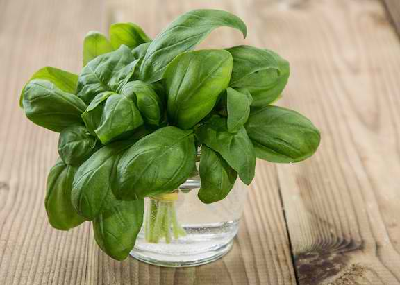 Keep Fresh Basil Leaves In Water | How To Harvest Basil Like A Pro | Homesteading Guide