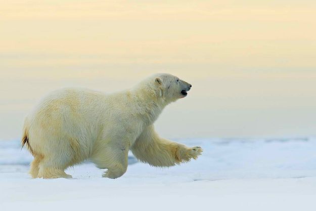 Who’s the fastest Polar Bear