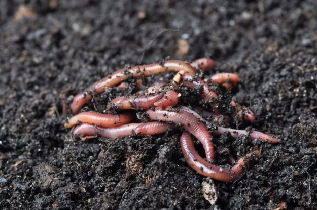 Worm Farming | Gardening Tips To Earn Your Most Fruitful Yield Yet 