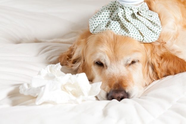golden retriever with cold ice pack on head |10 Common Dog Illnesses and How to Treat Them