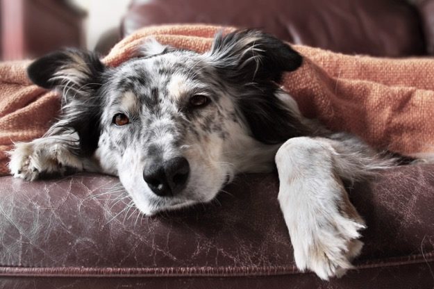 black and white sick dog under blanket |10 Common Dog Illnesses and How to Treat Them