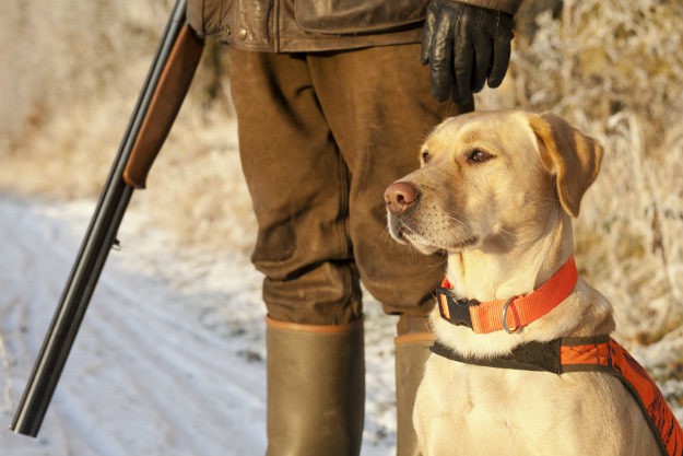 hunting-trip-hunter-with-dog Hunting Trip | Experienced Tips and Tricks of the Trade
