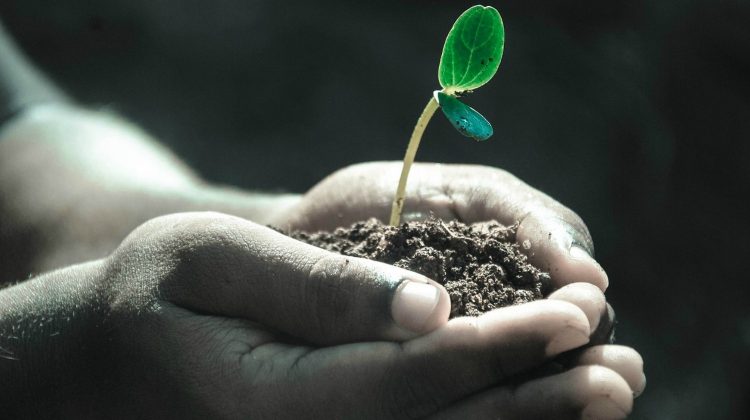 Hands holding soil with growth | Homesteader's Guide to Soil Improvement