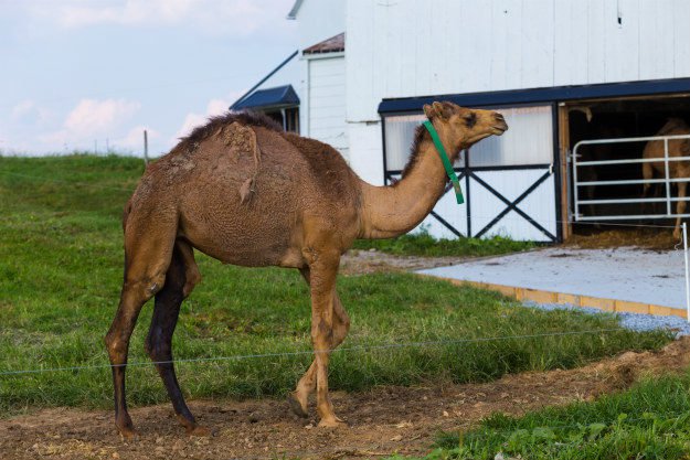 camel Non-Traditional Farm Animals | 10 Uncommon Animals Found on The Farm