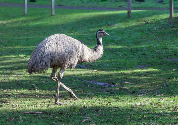emu Non-Traditional Farm Animals | 10 Uncommon Animals Found on The Farm