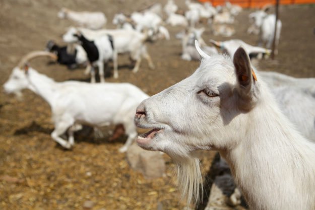 goats Homemade Farm Feed | 3 Recipes For The Natural Farmer
