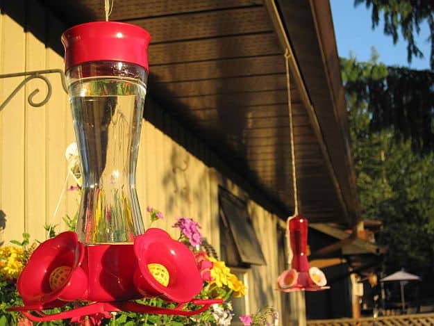 Location of Your Feeder | Hummingbird Feeder Recipe And More For The Outdoorsy Homesteader