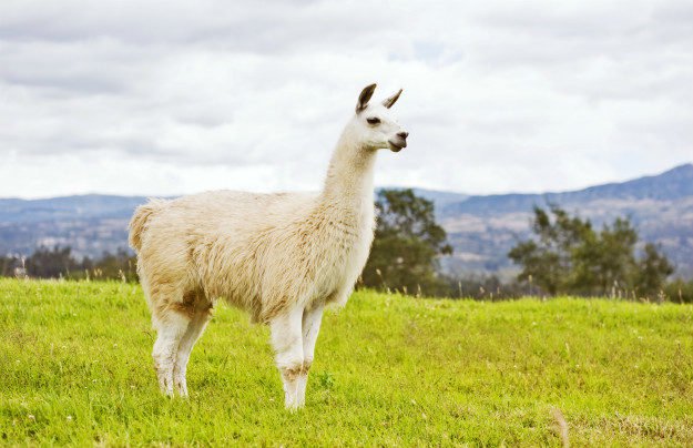 llama Non-Traditional Farm Animals | 10 Uncommon Animals Found on The Farm