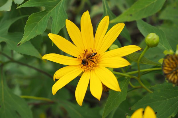 bee-on-flower Backyard Beekeeping | How to Turn Your Backyard into a Bee Haven