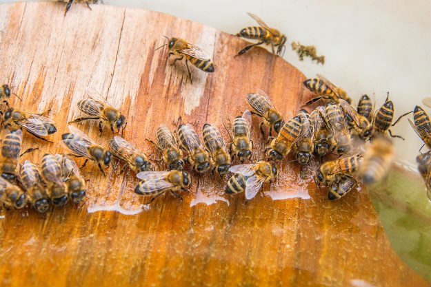 bees-1 Backyard Beekeeping | How to Turn Your Backyard into a Bee Haven