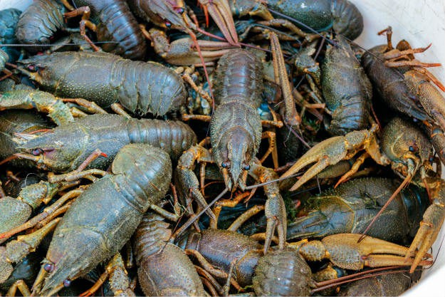 crayfish Non-Traditional Farm Animals | 10 Uncommon Animals Found on The Farm