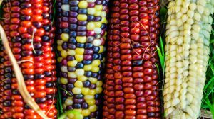 Featured | Rainbow corn | Amazing Rainbow Corn | Glass Gem Corn