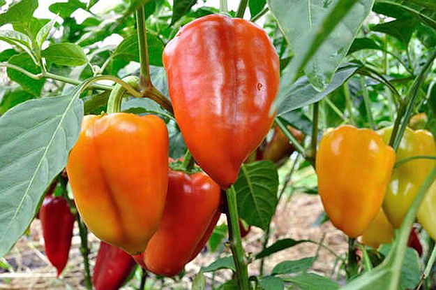 Paprika | Köstliche Esswaren, die Sie in Ihrem Indoor-Wintergarten anbauen können 