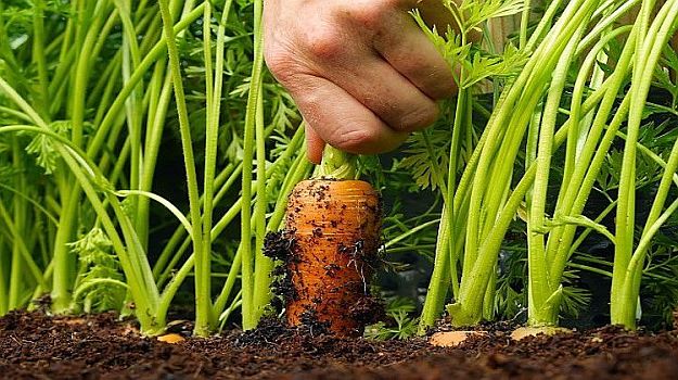 Karotten | Köstliche Esswaren, die Sie in Ihrem Indoor-Wintergarten anbauen können