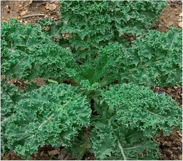 Kale | Delectable Edibles You Can Grow In Your Indoor Winter Garden