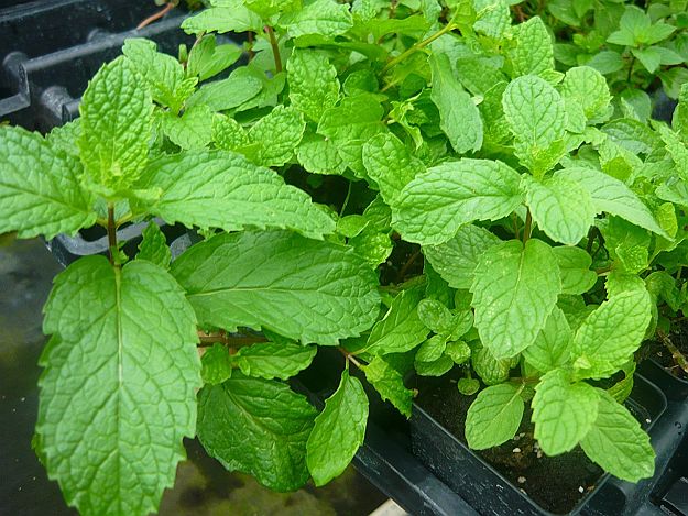 Mint | Delectable Edibles You Can Grow In Your Indoor Winter Garden