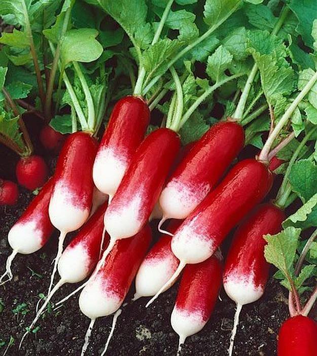 Radishes | Delectable Edibles You Can Grow In Your Indoor Winter Garden